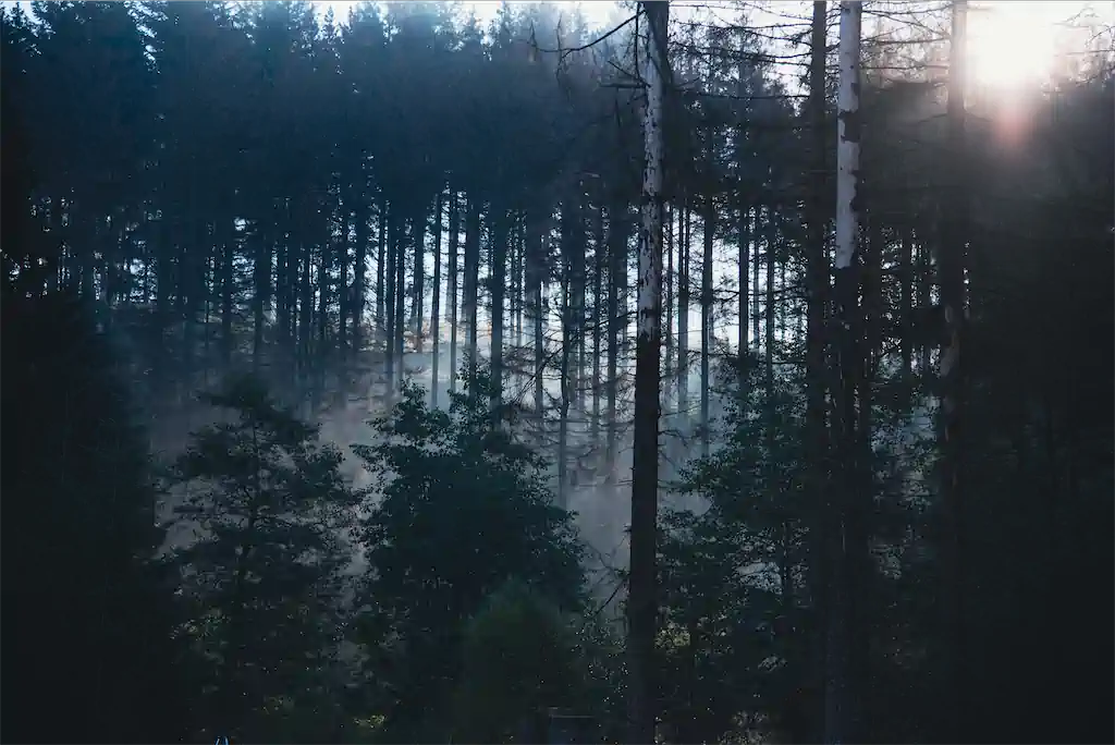 1 Thomas Schindler Kultur Monokulturen Waldsterben 1 Exhib