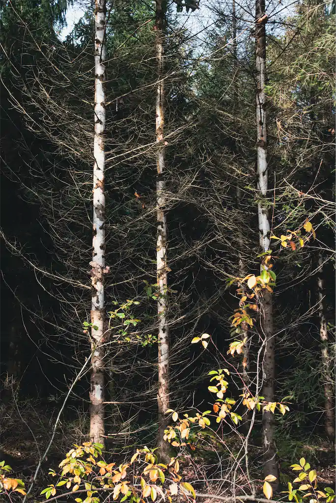 3 Thomas Schindler Kultur Monokulturen Waldsterben 3 Exhib