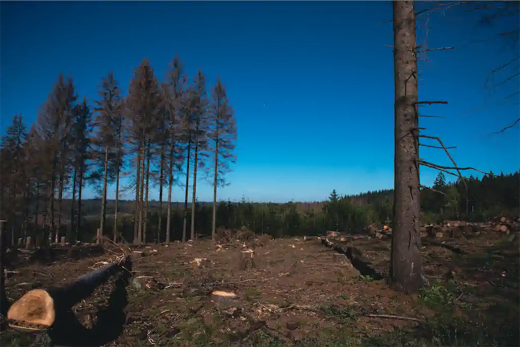 4 Thomas Schindler Kultur Monokulturen Waldsterben 4 Exhib