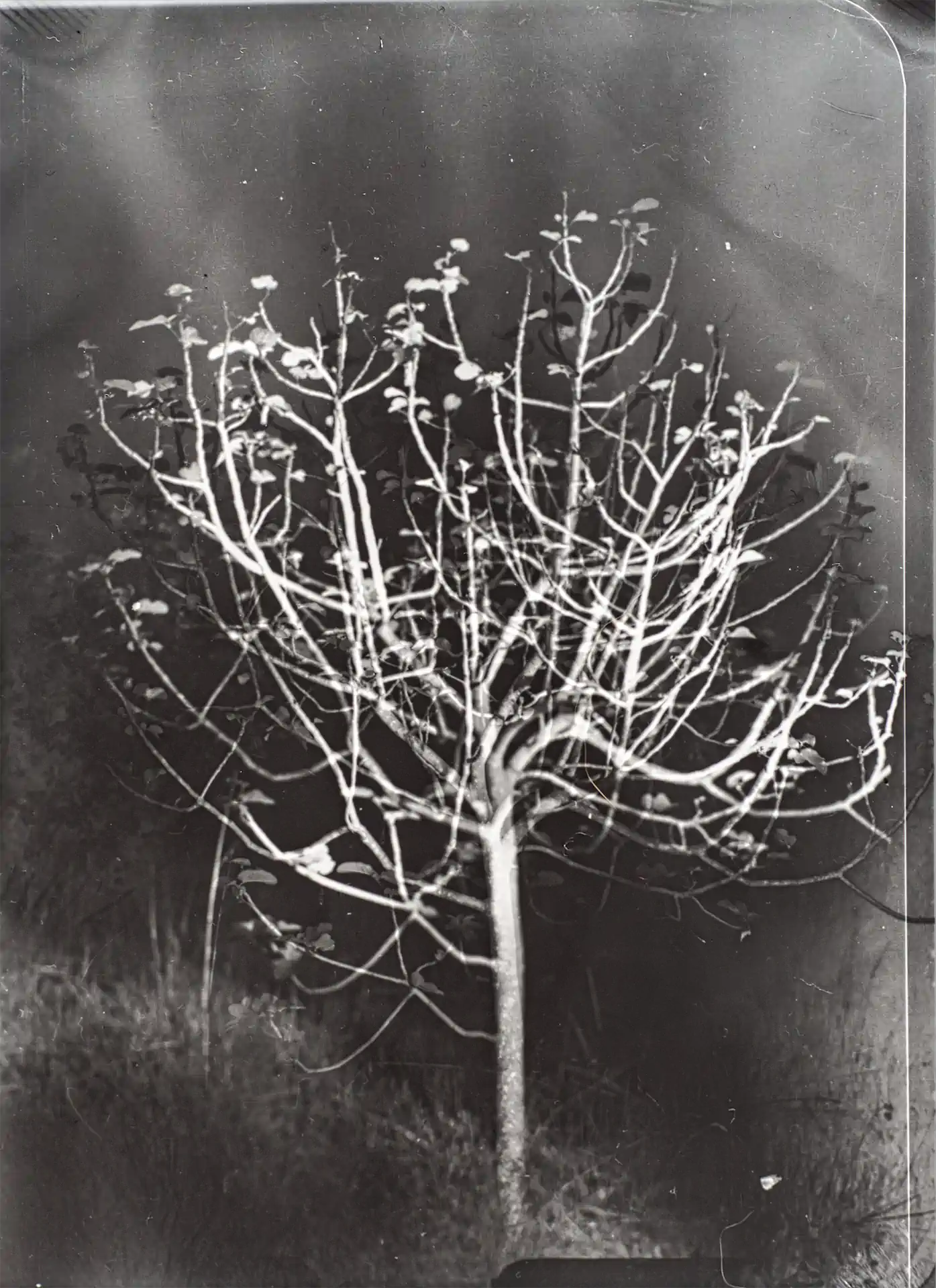 5Kälte Exhib1920