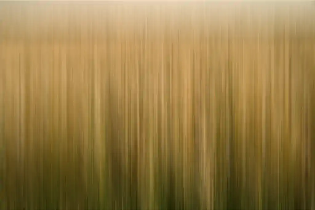 6 Marcus Westen Monokultur Weizen Exhib