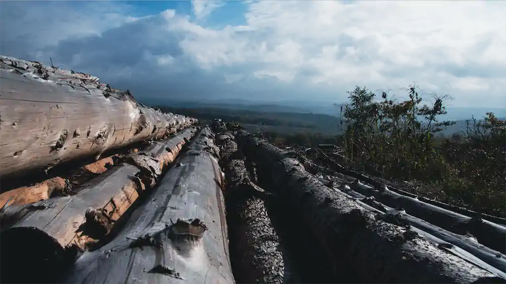 6 Thomas Schindler Kultur Monokulturen Waldsterben 6 Exhib