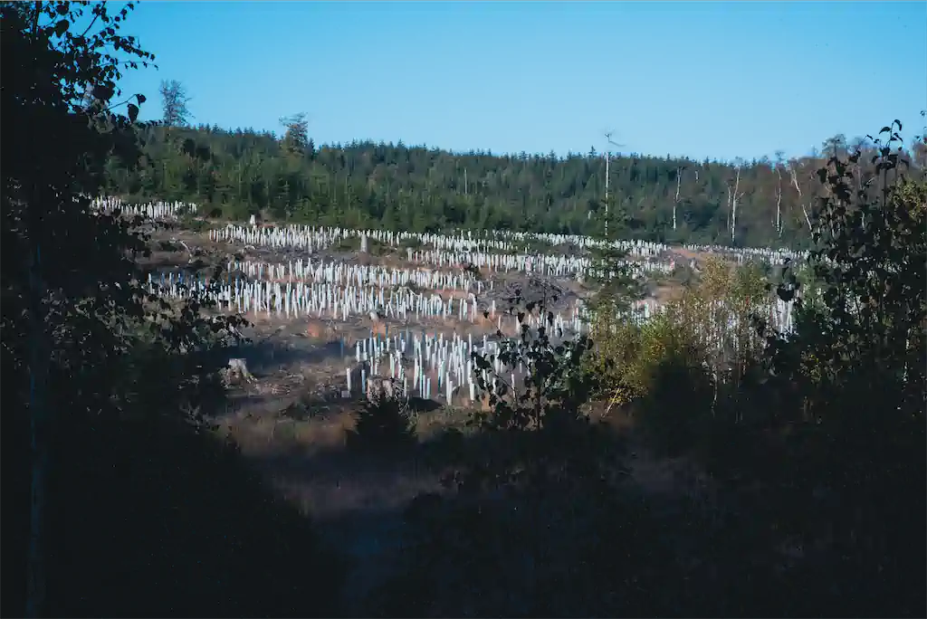 7 Thomas Schindler Kultur Monokulturen Waldsterben 7 Exhib