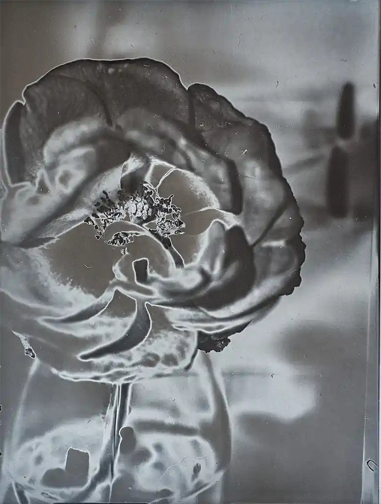 Kultur Rose 1 Exhib