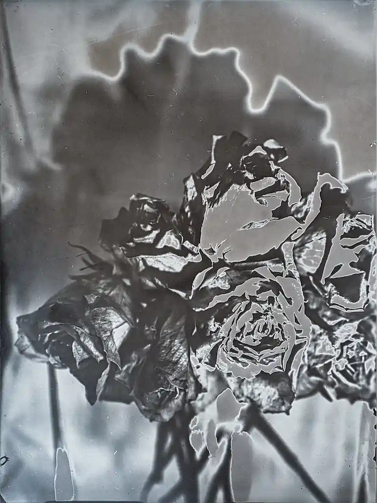 Kultur Rose2 Exhib