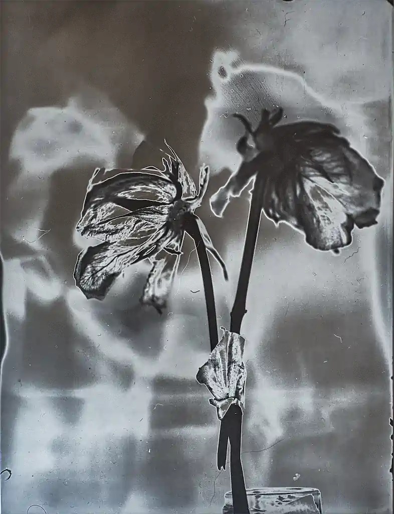 Kultur Rose3 Exhib