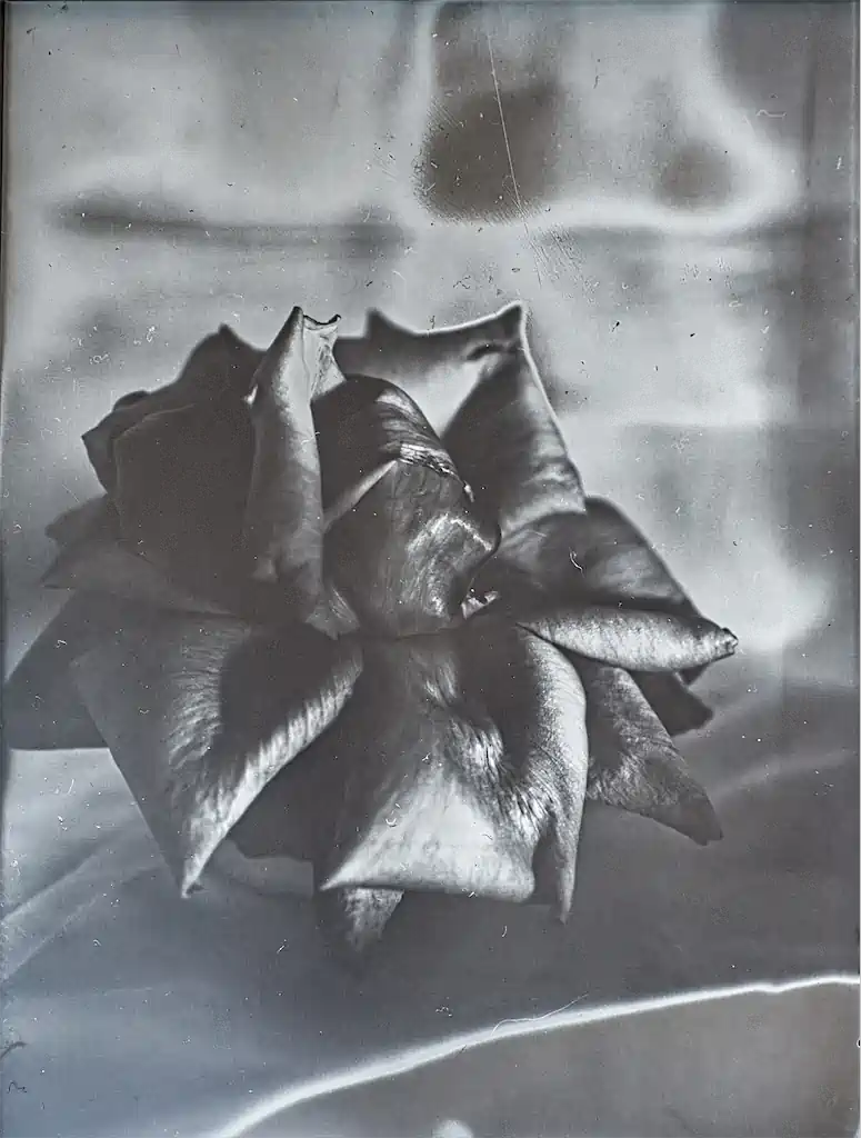 Kultur Rose4 Exhib