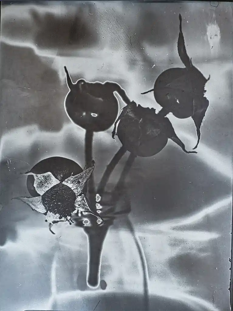 Kultur Rose5 Exhib