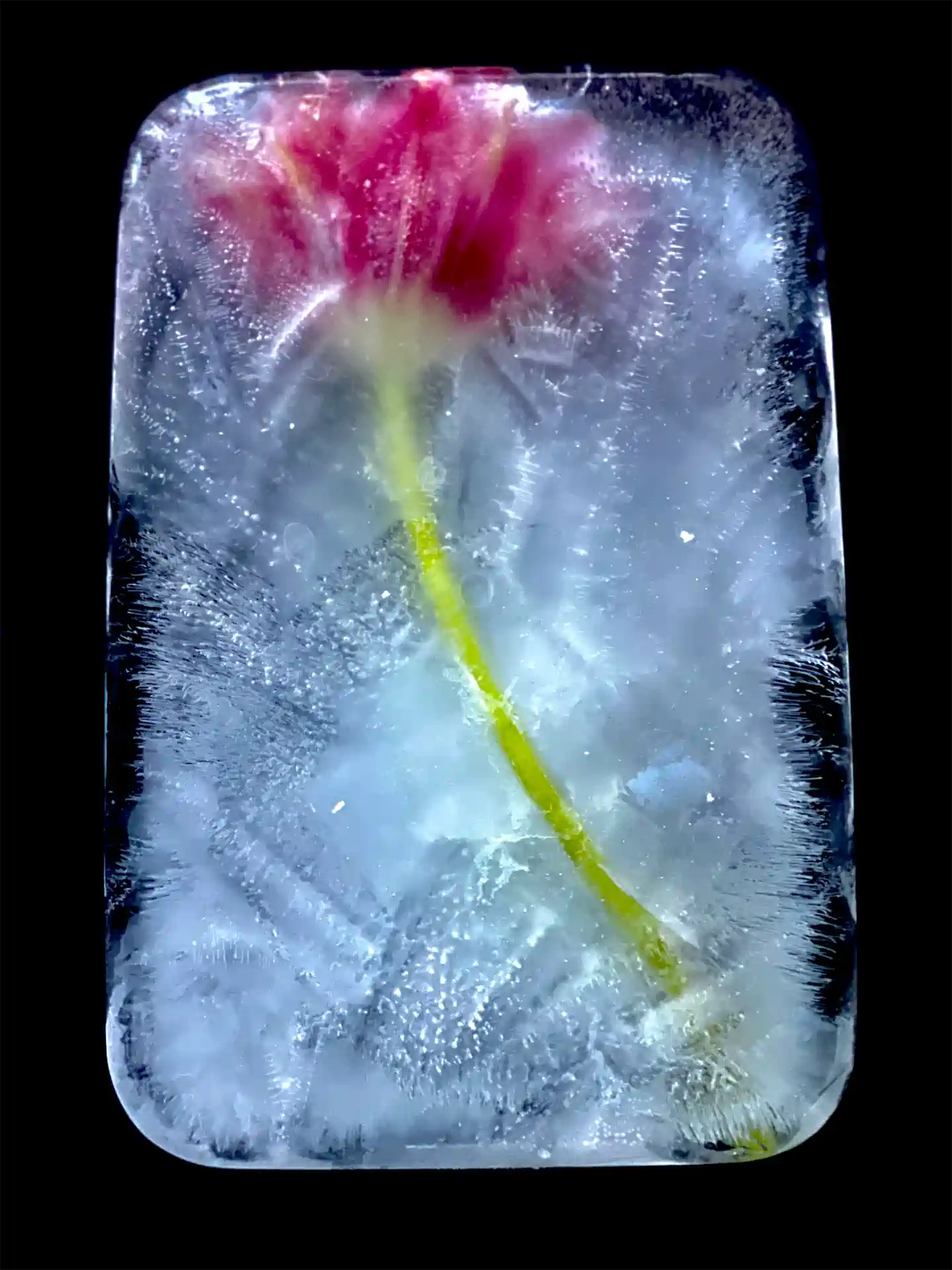 Tulpenfrost 1 Exhib1920