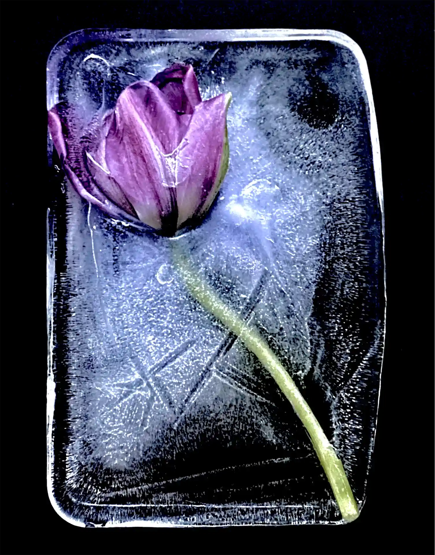 Tulpenfrost 4 Exhib1920