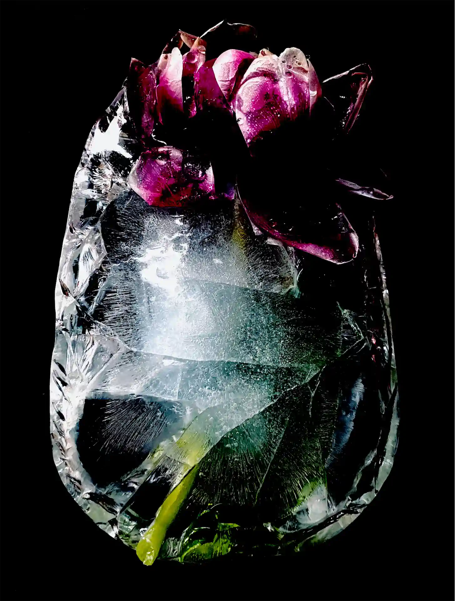 Tulpenfrost 5 Exhib1920