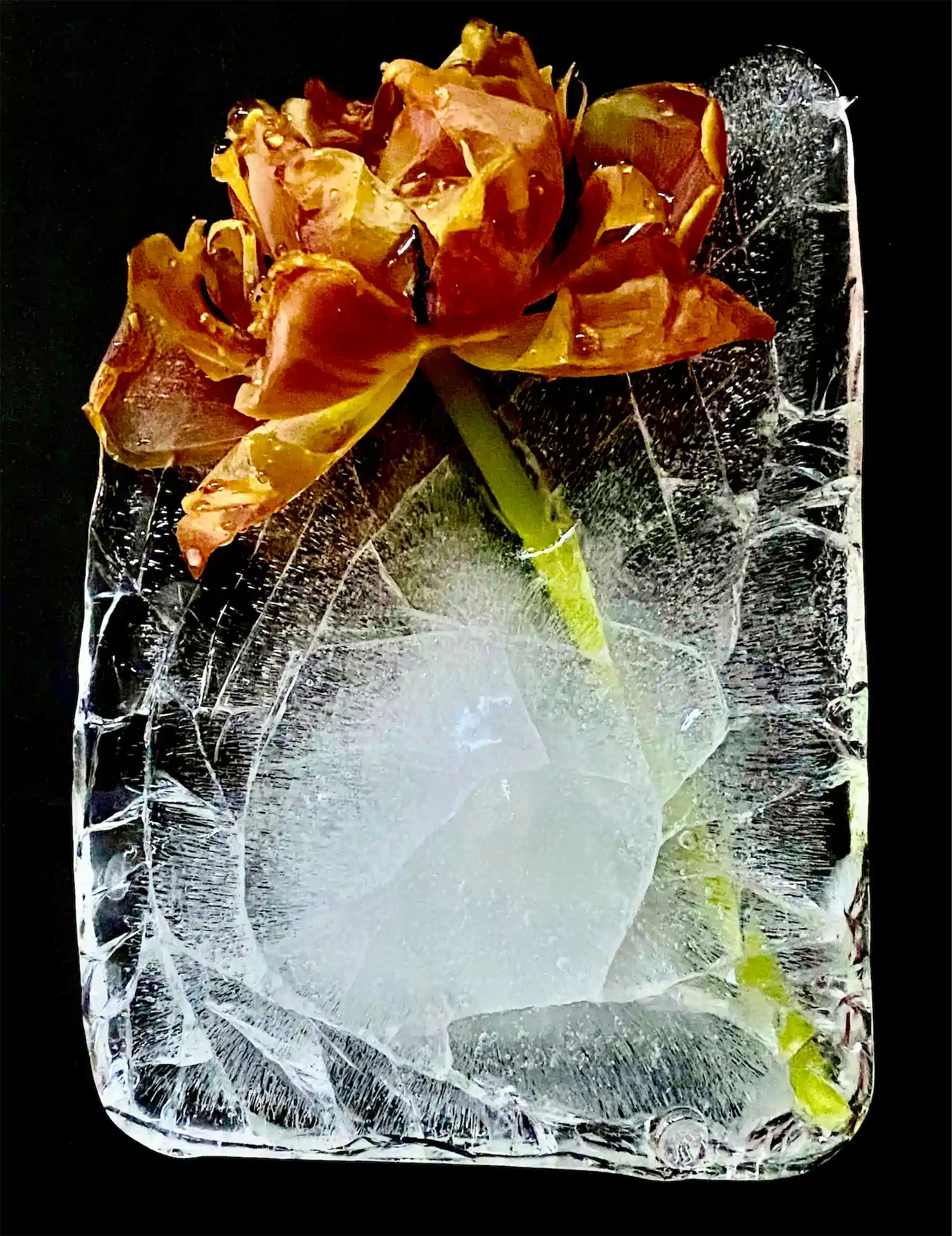 Tulpenfrost 6 Exhib1920