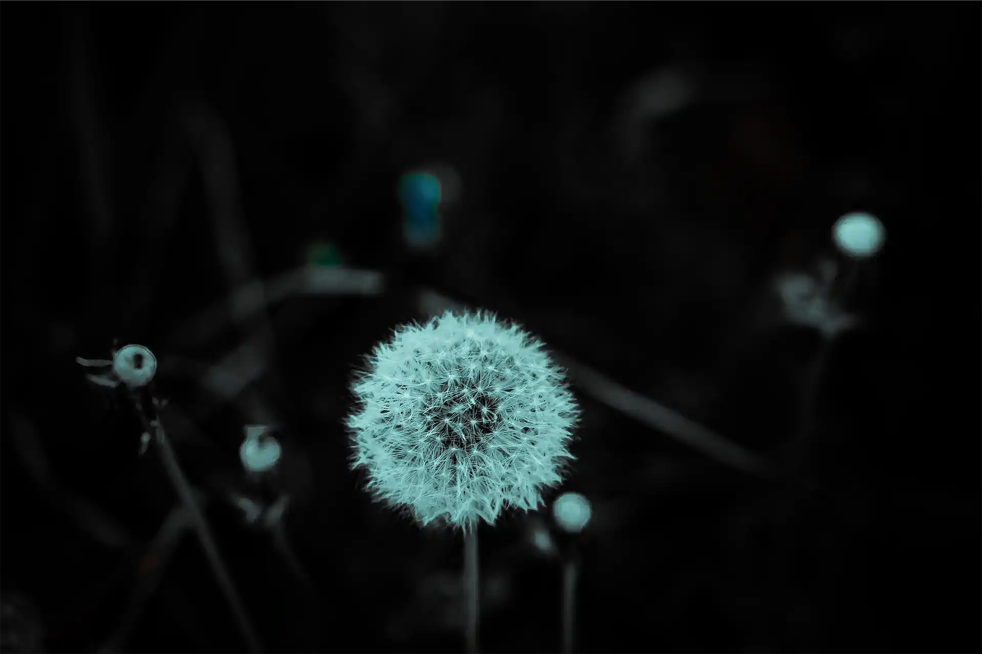 1 BW Pusteblume Exhib