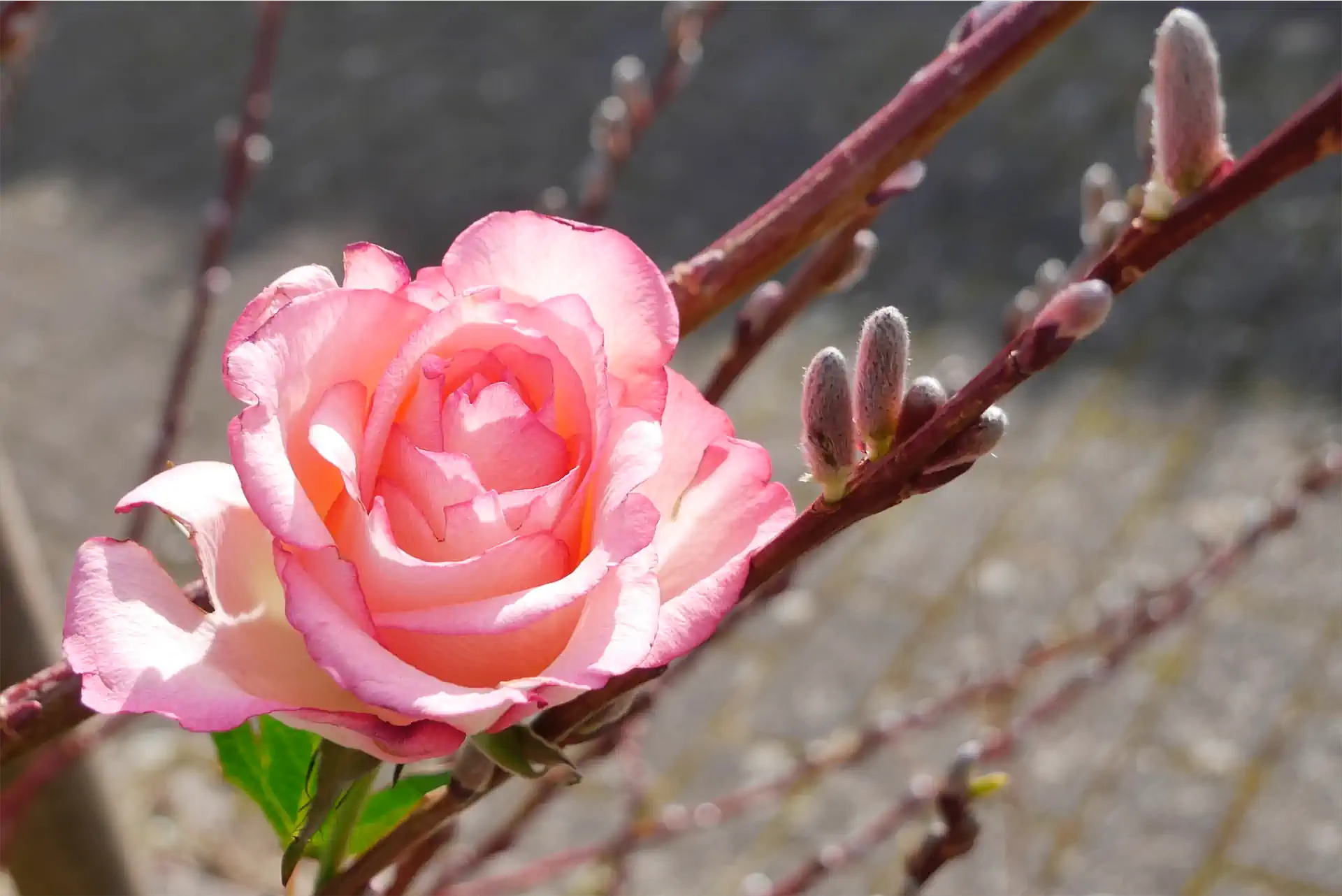 1090131 Exhib