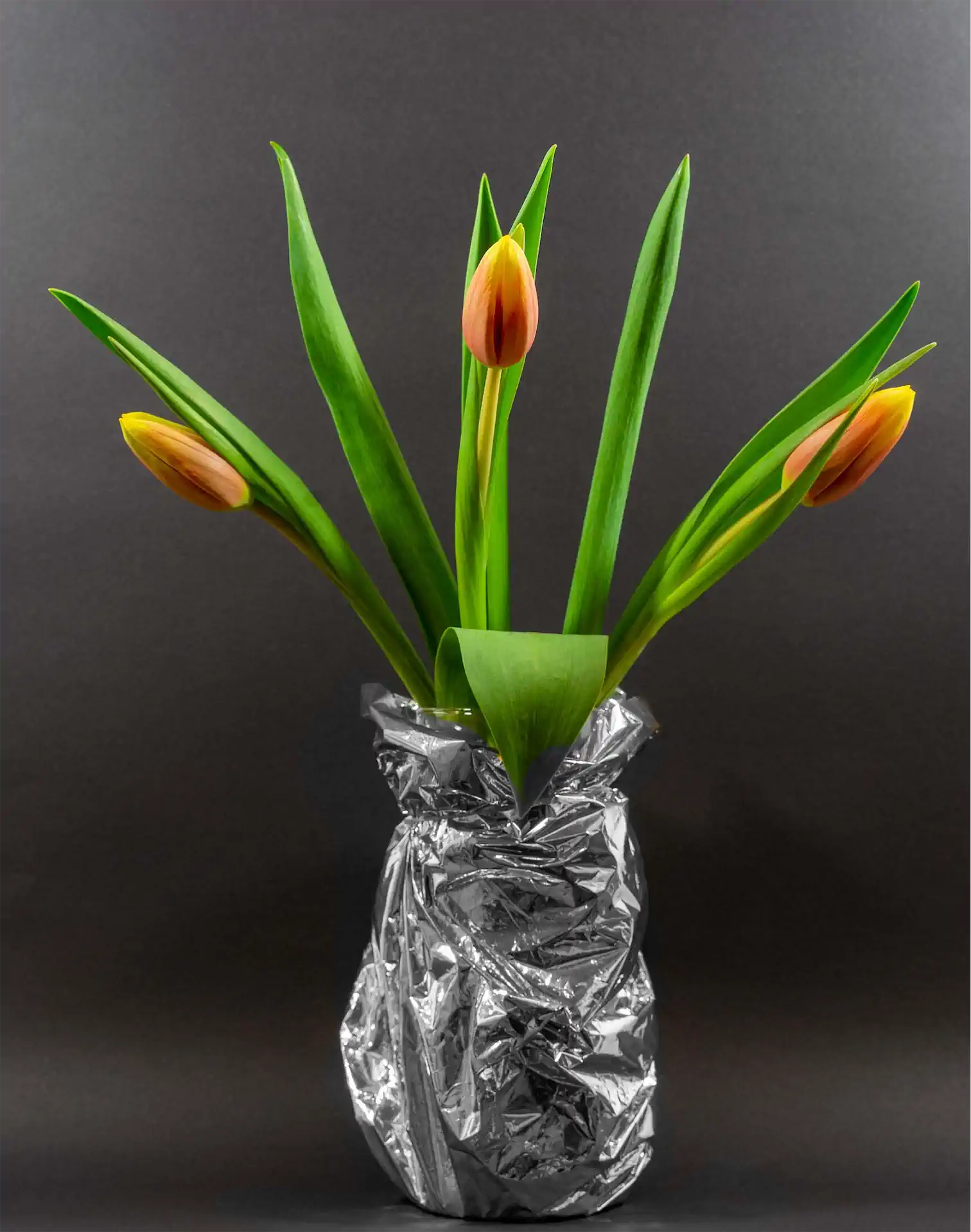 1 Karl Weis Tulpen Ungeöffnet.jpg Exhib