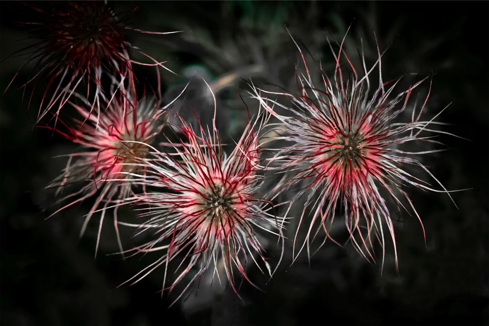 2 BW Pulsatilla, Verblüht Exhib