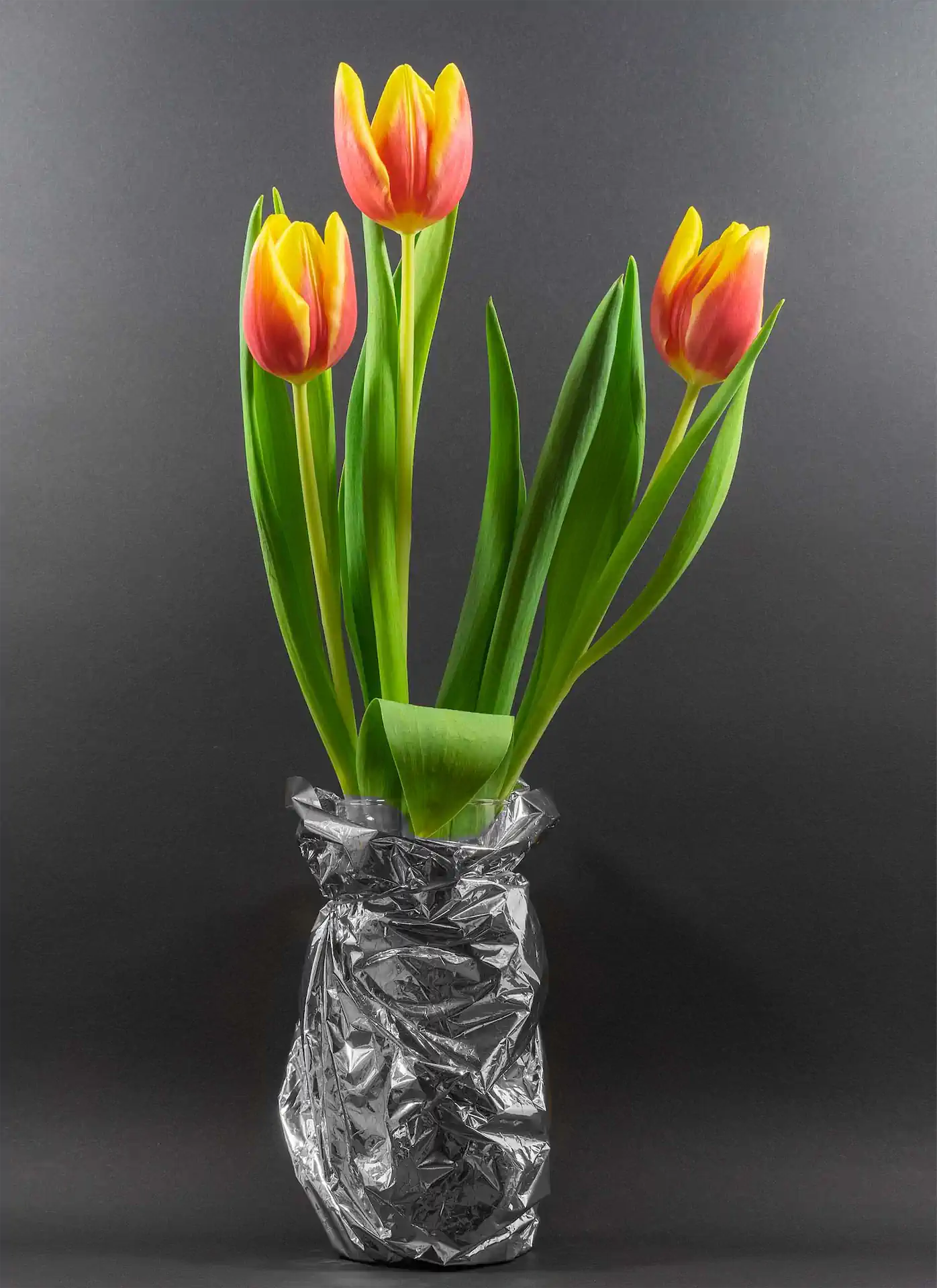 2 Karl Weis Tulpen Leicht Geöffnet.jpg Exhib