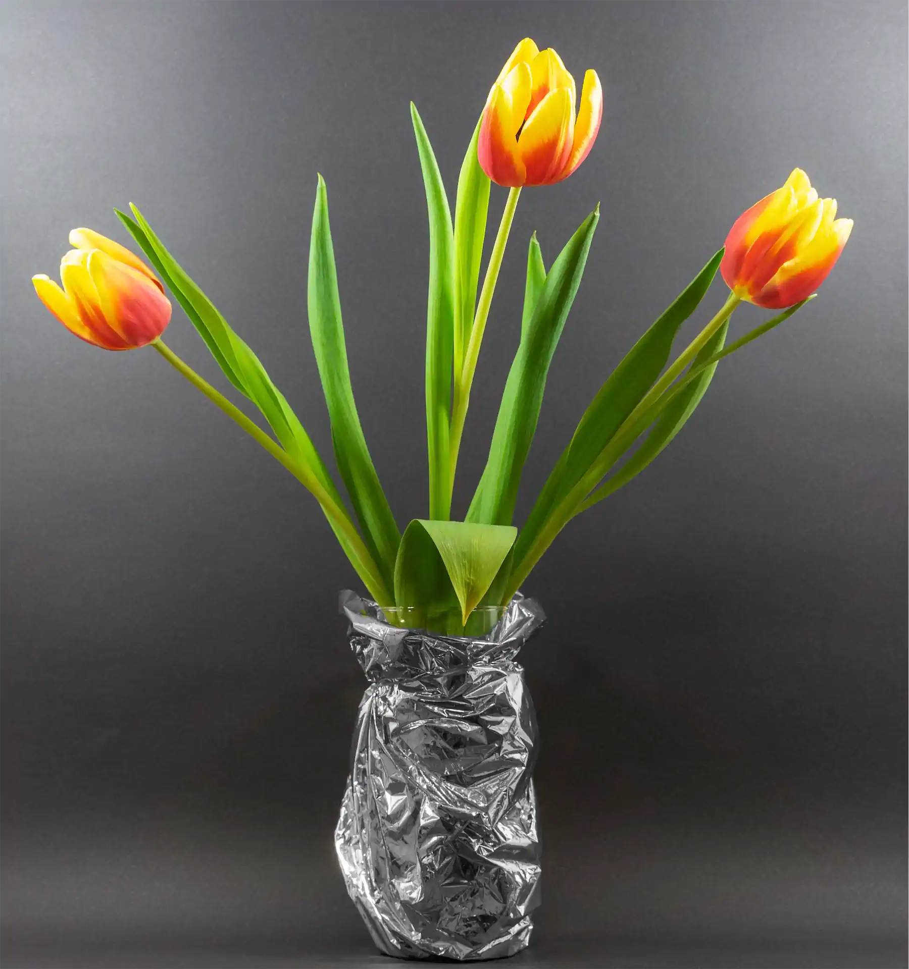 3 Karl Weis Tulpen Geöffnet.jpg Exhib