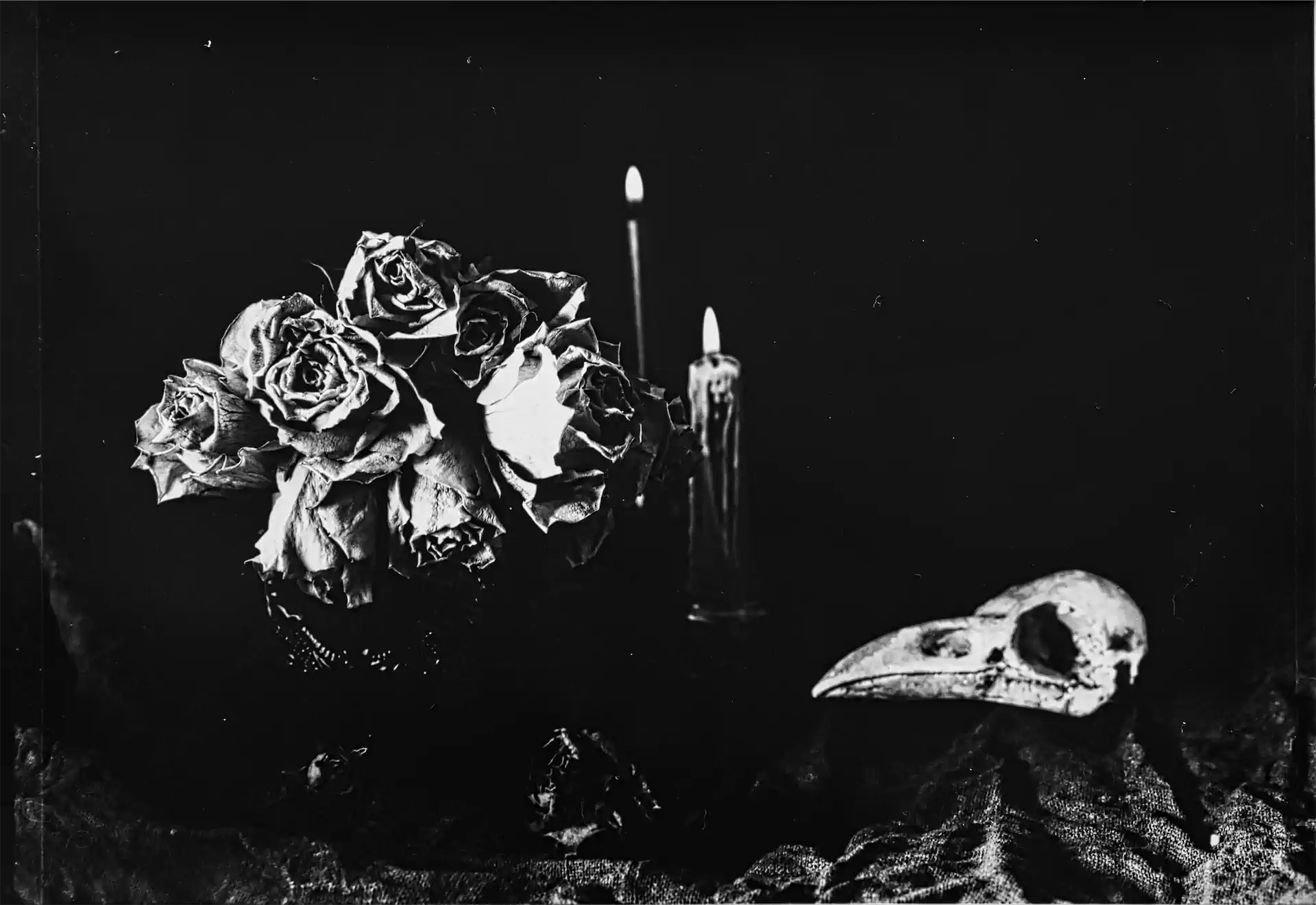5Vanitas! Exhib