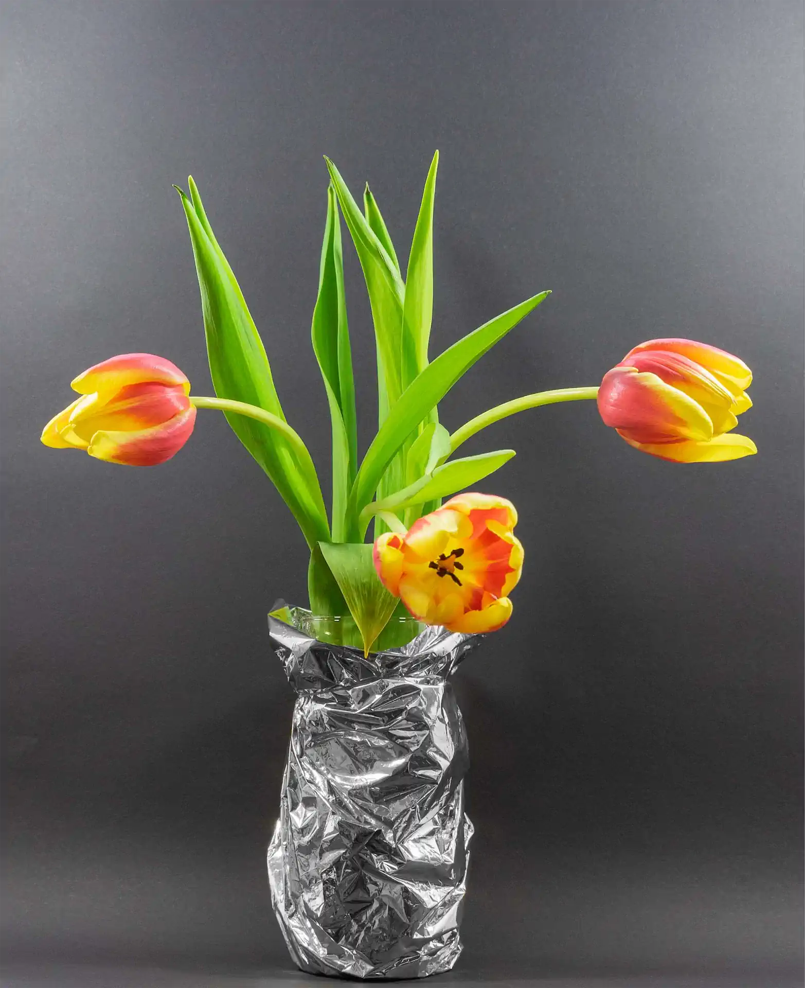 5 Karl Weis Tulpen Am Verblühen.jpg Exhib