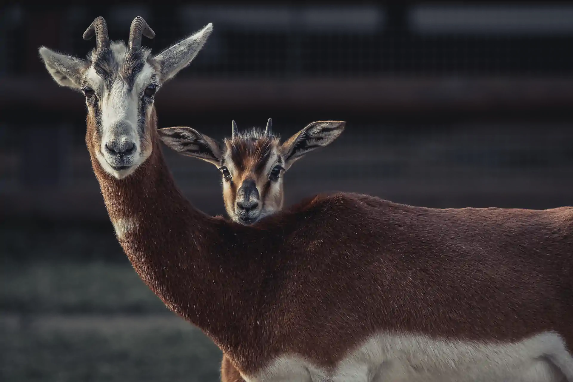 6 Heike Saeckl Mhorr Gazelle Exhib