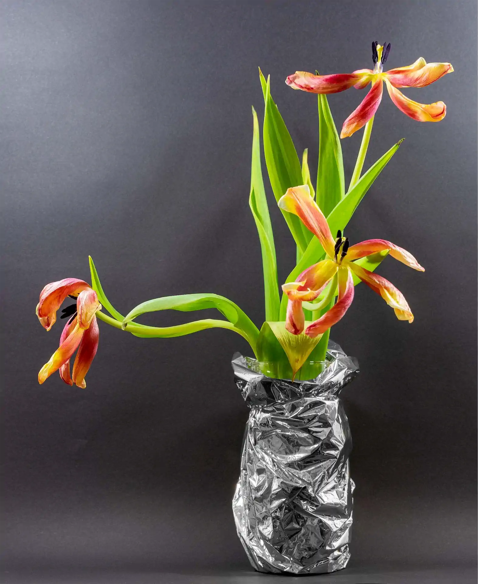 7 Karl Weis Tulpen Verblüht.jpg Exhib