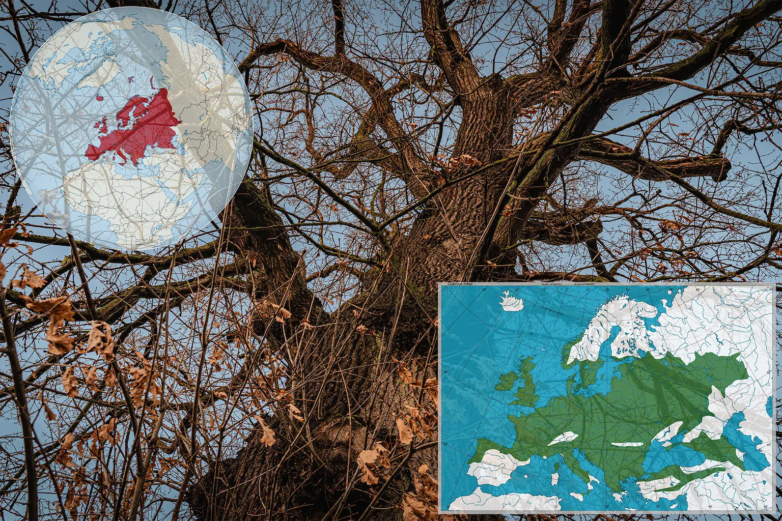 1 Die Eiche In Europa BWerner Europa 1024h 70