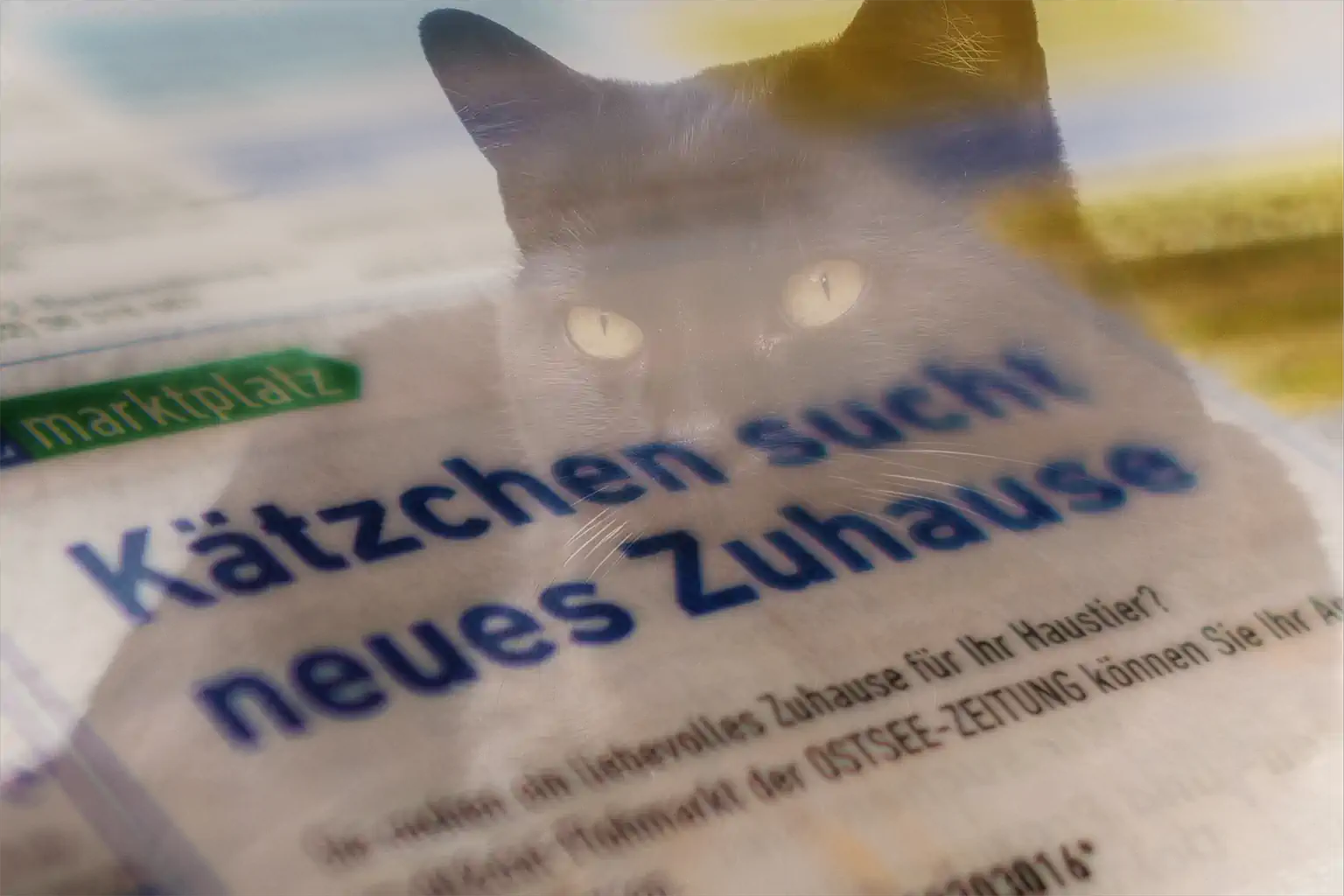 2 Barbara Werner Katzenannonce Vielleicht 1024h 60