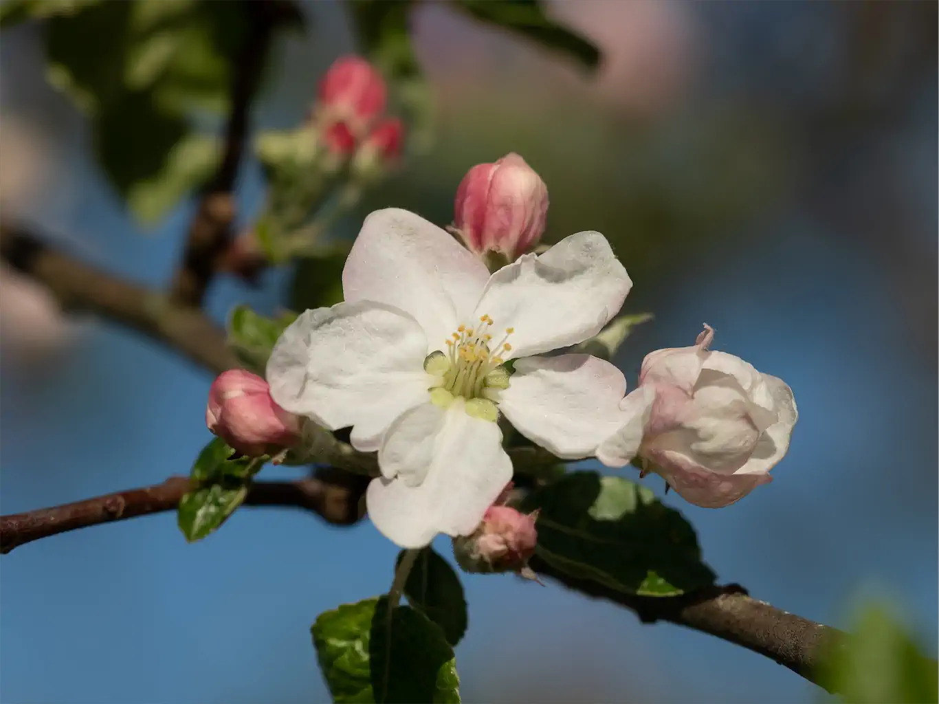Bernd Raab Bild Nr. 1 Apfelblüte Vielleicht 1024h 60