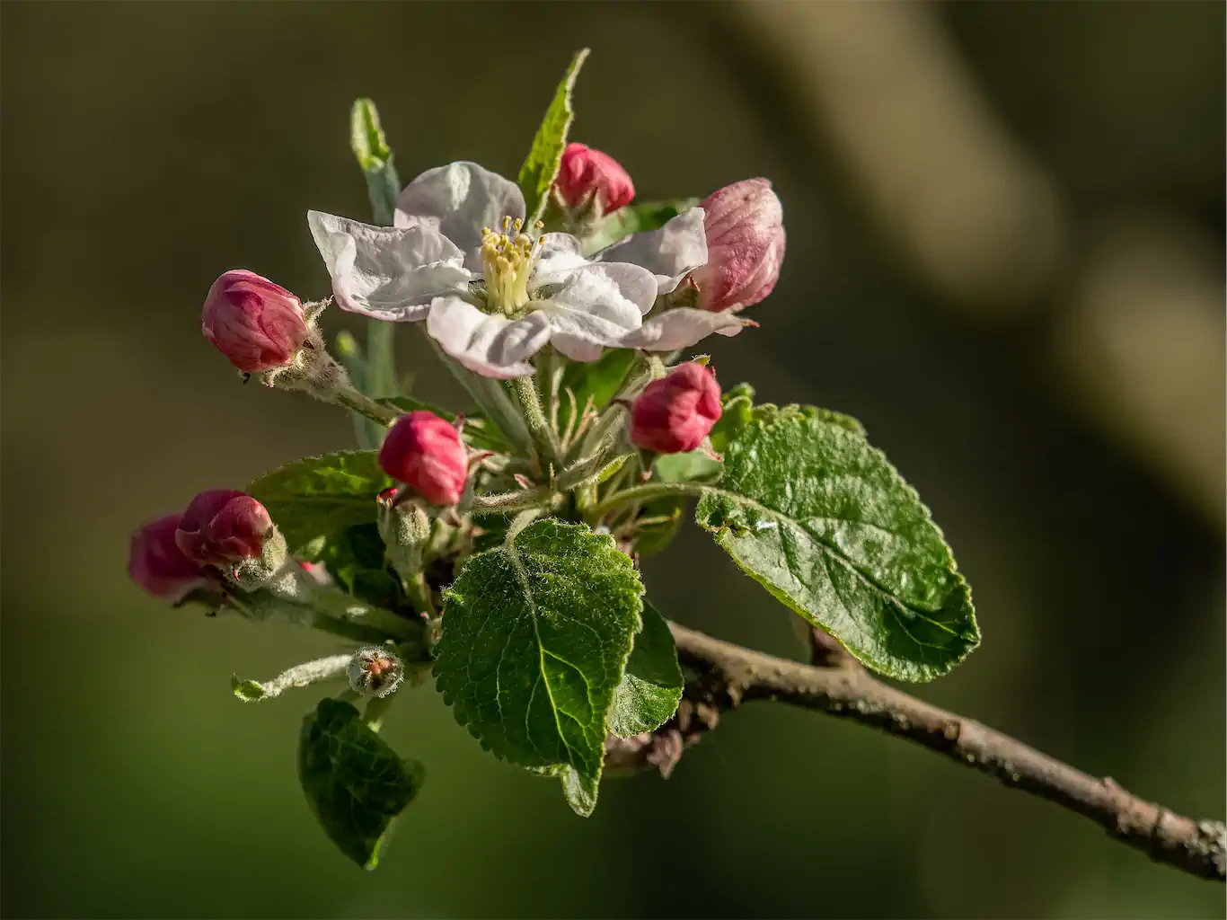 Bernd Raab Bild Nr. 2 Apfelblüte Mit Offenener Und Geschlossenen Blüten Vielleicht 1024h 60