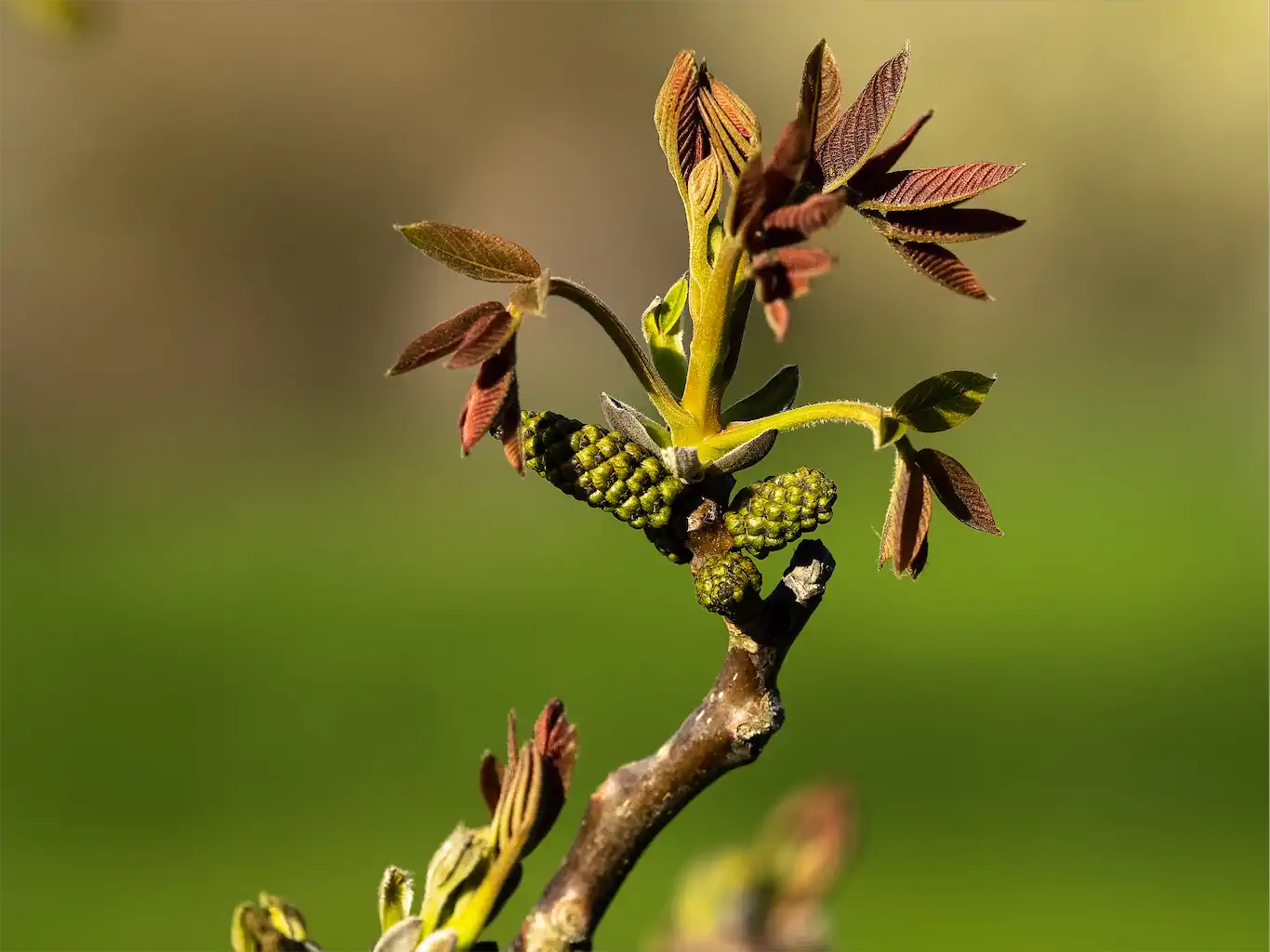 Bernd Raab Bild Nr. 4 Blüten Und Blätter Eines Walnussbaumes Vielleicht 1024h 60