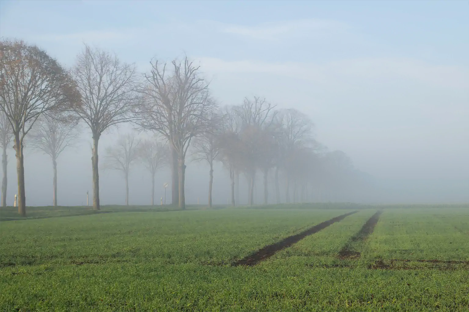Dagmar Küsters Nebel 5 SfdS 1024h 65