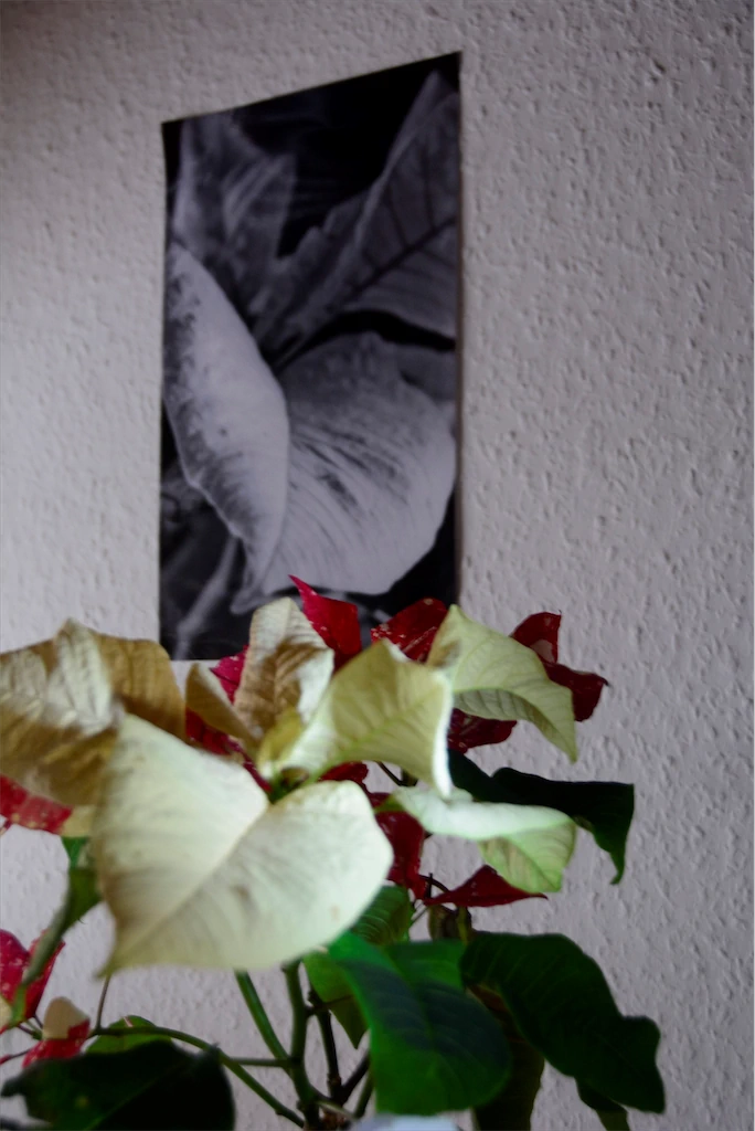 Dietmar Pfaff Die Pflanze 2.jpg. Parallelen 1024h 90