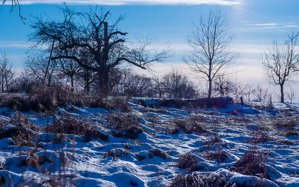 Ein Alter Und Zwei Junge Bäume In Einer Schneelandschaftl1 1 (1 Von 1) Raab Parallelen 1024h 70
