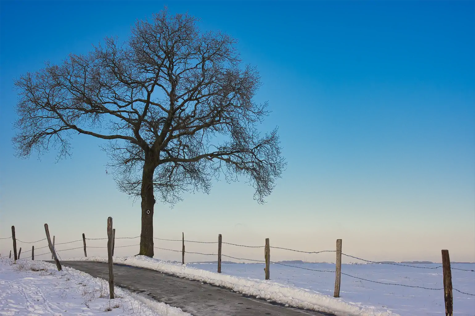 Karin Ring Baum Im Februar 5b SfdS 1024h 65