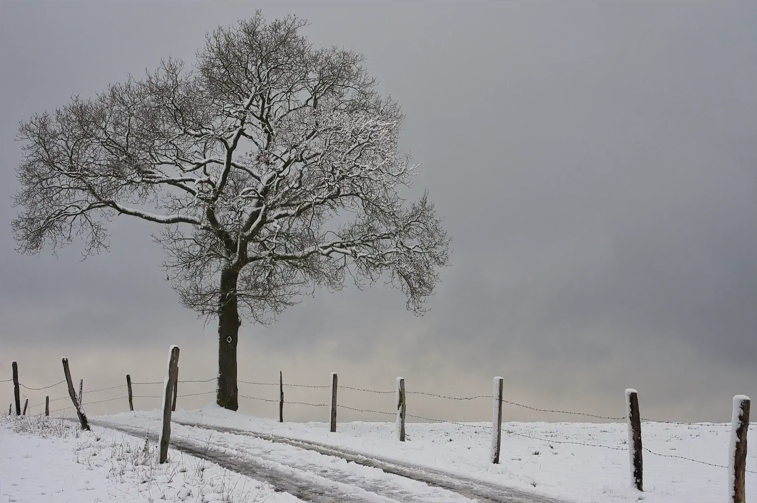 Karin Ring Baum Im Januar 5a SfdS 1024h 65