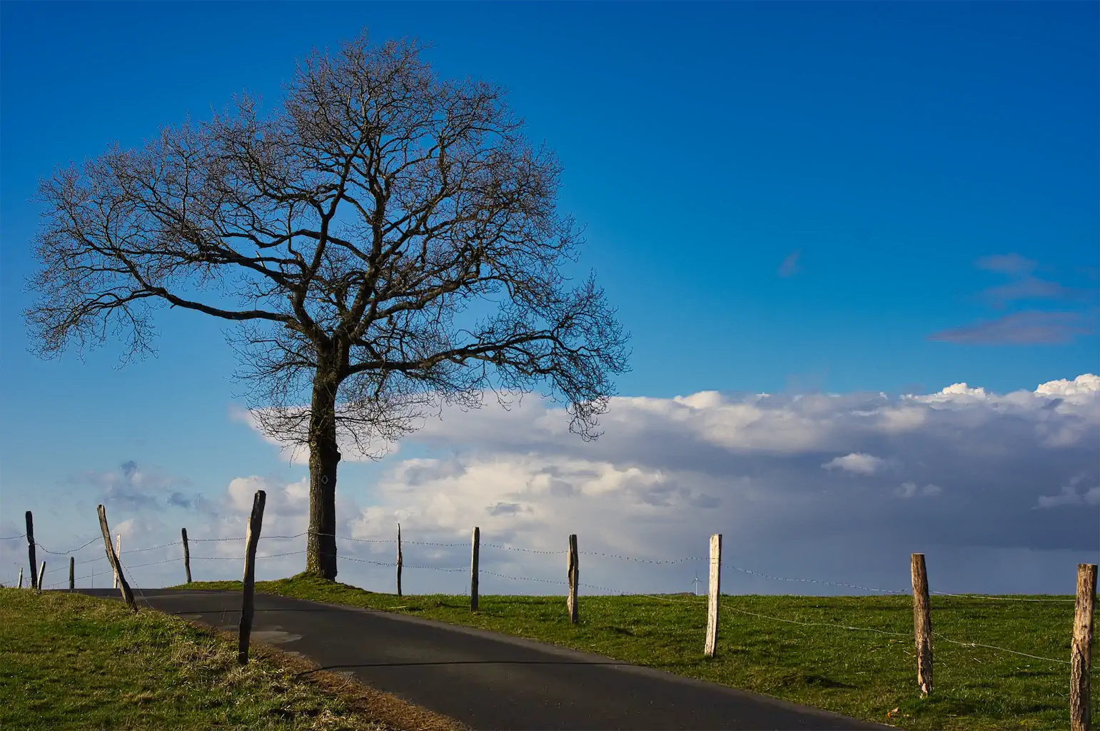 Karin Ring Baum Im März 5c SfdS 1024h 65