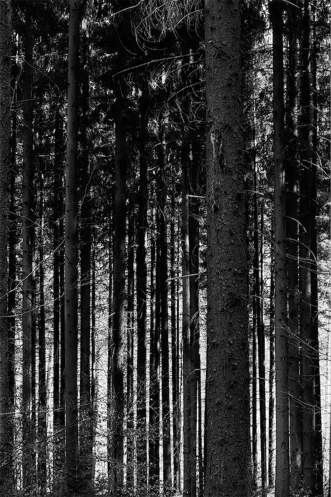 Bernhard Feuchter Baeume 02 Parallelen 1024h 75