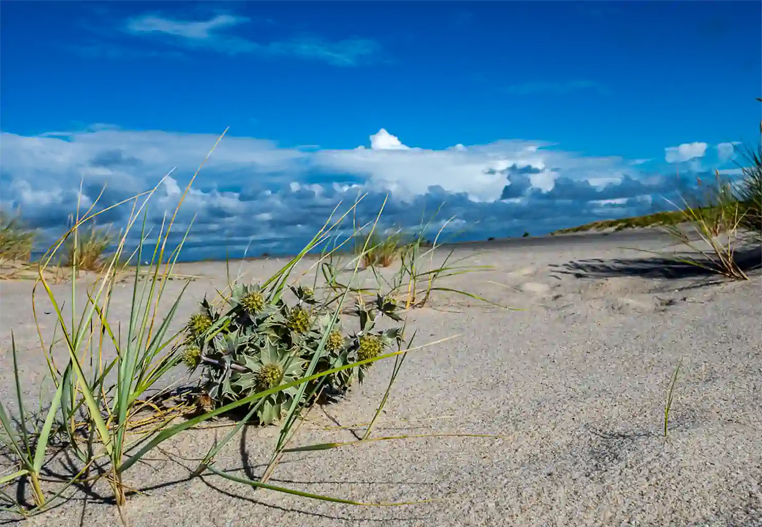 Stranddistel Am Ellenbogen Raab Heimat 1024h 15