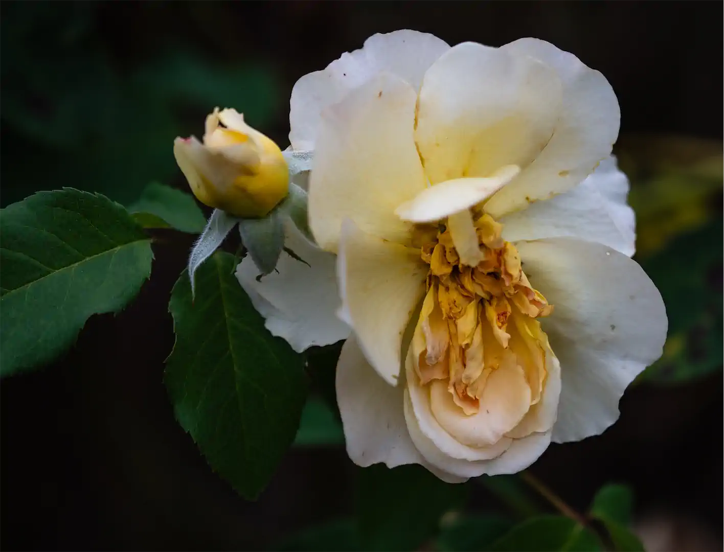 4.) Gelbe Strauchrose Mit Neuer Blüte Raab B 1080h 50