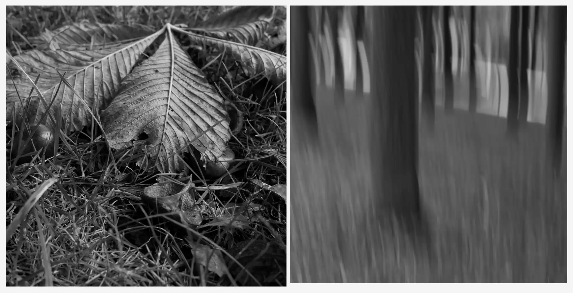  3 Blatt Und Baum