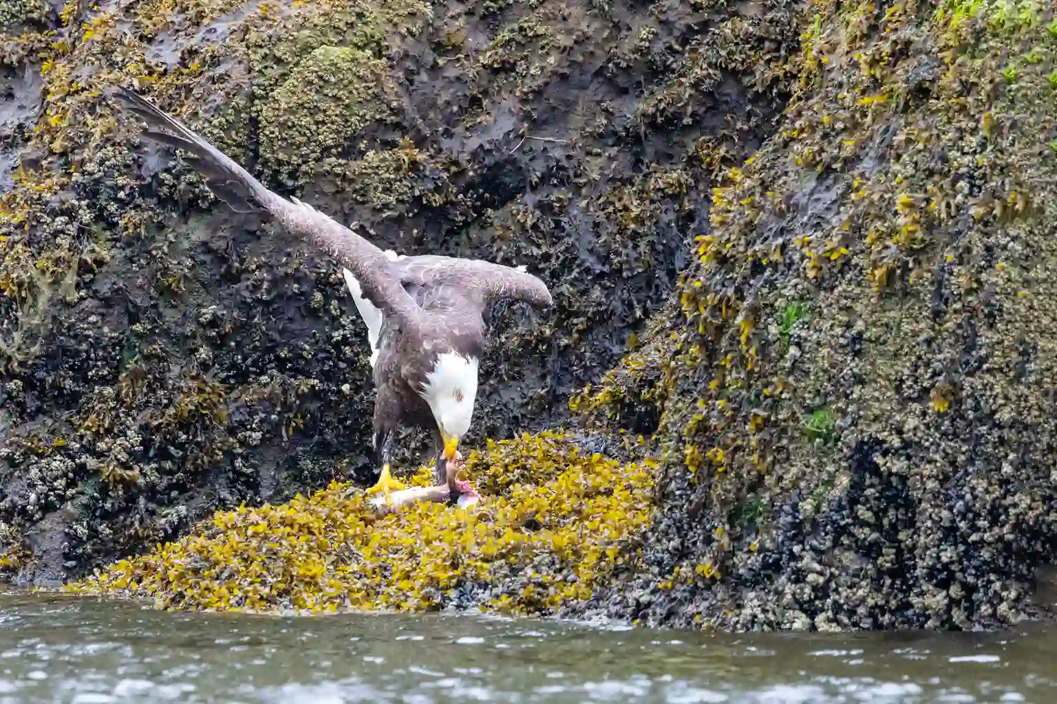 5 Willy Fischel Weißkopfseeadler