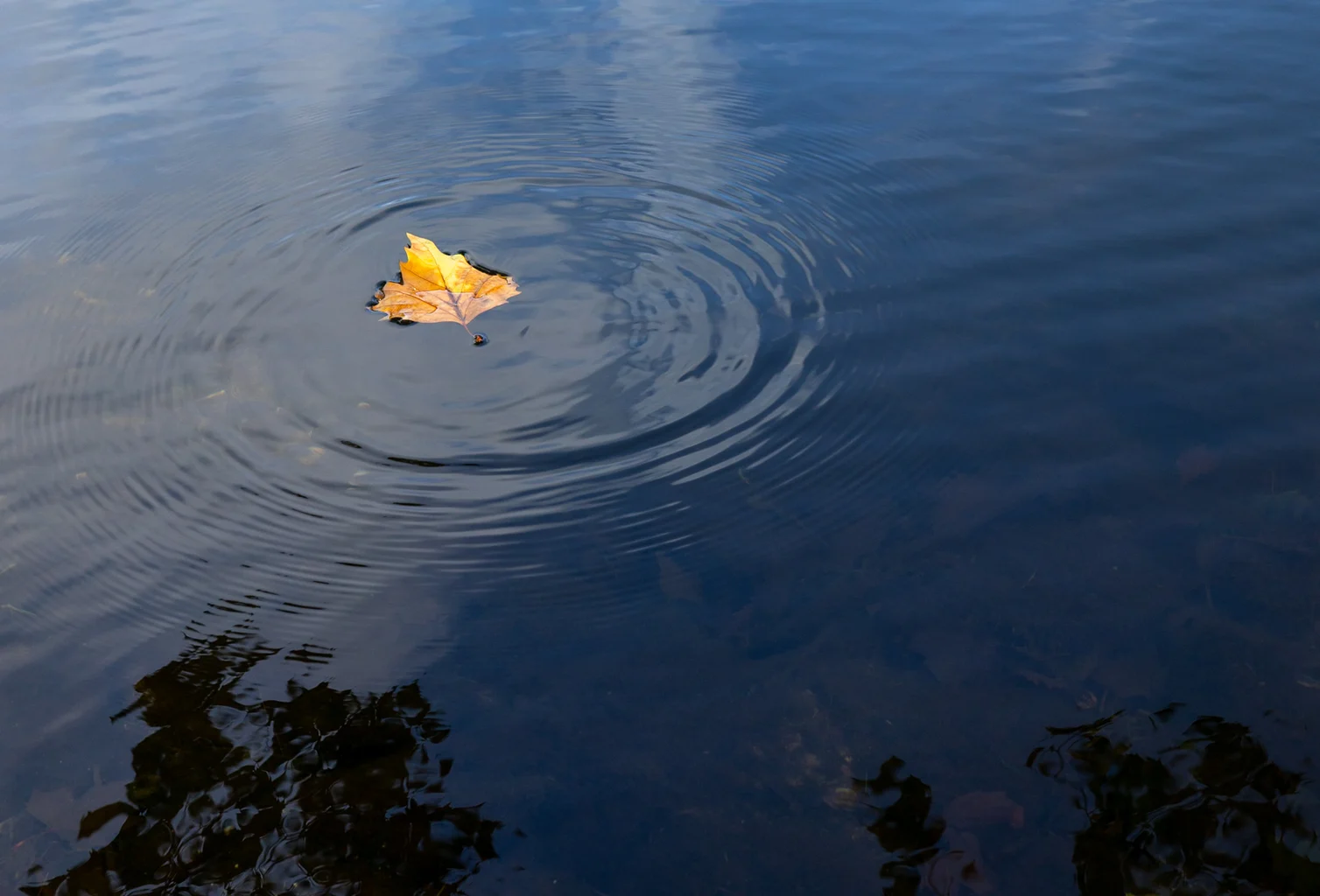 7 Helke Napierala Ins Wasser Gefallen