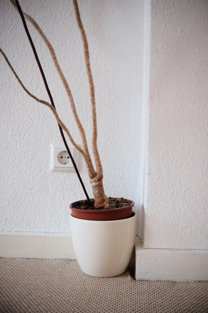 07 Ingo Hampe Plant And Plug Ergebnis