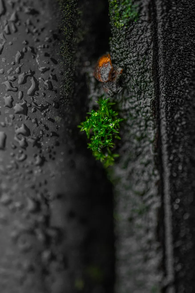 1 Thomas Schindler Zuversicht Nature Strikes Back Ergebnis
