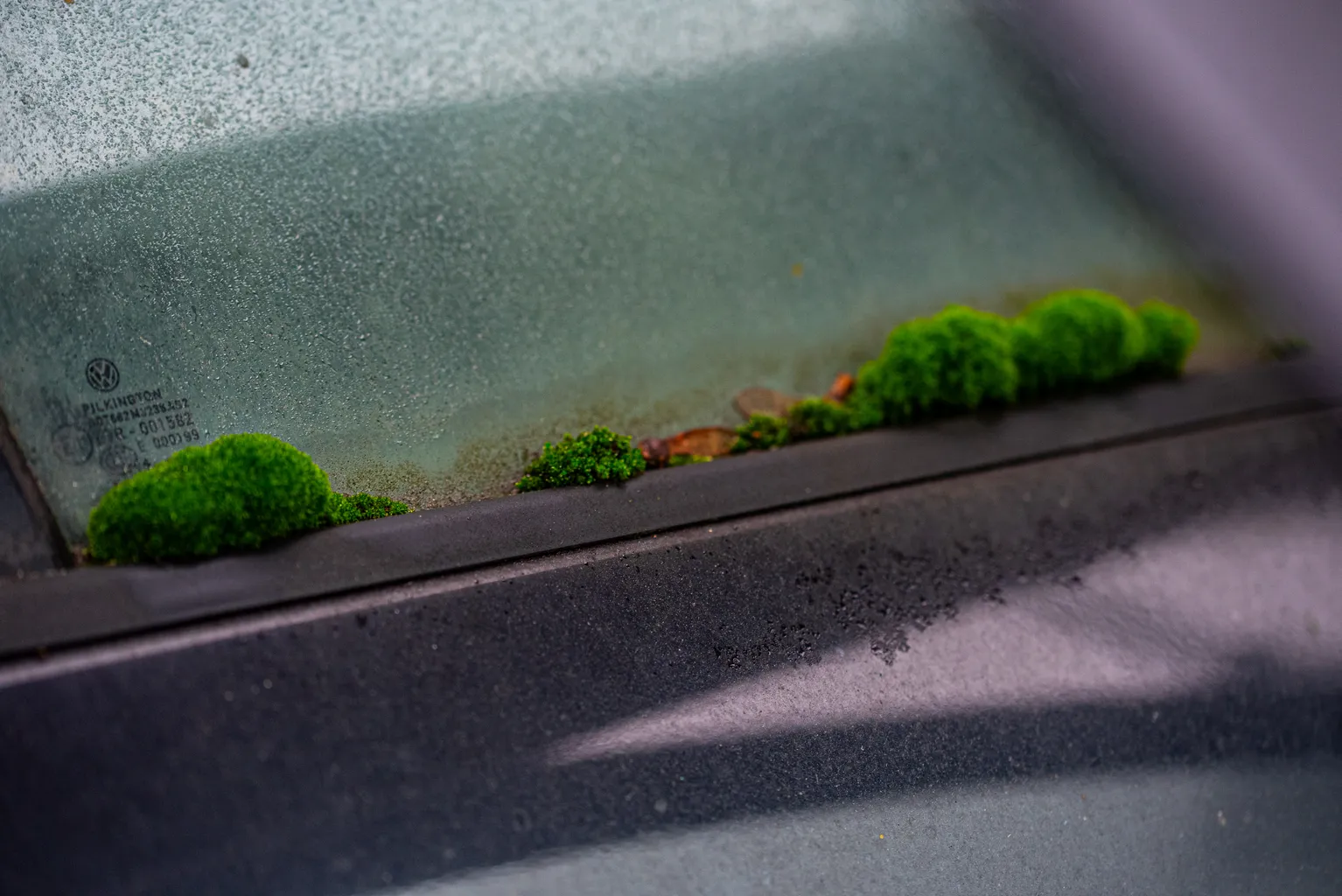 6 Thomas Schindler Zuversicht Nature Strikes Back Ergebnis