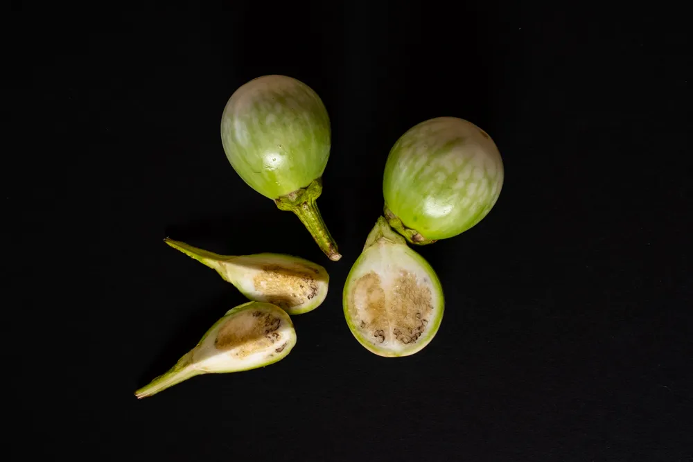 1 Claudia Ewen Aubergine Claudia Ewen Ergebnis