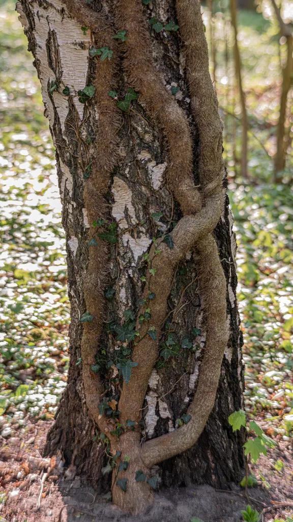 1Efeu Ergebnis